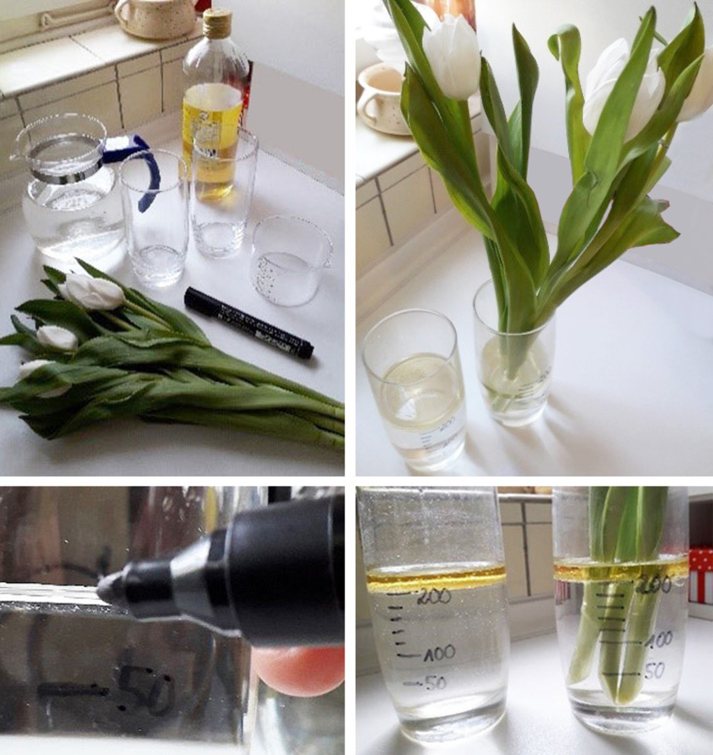 Das Bild zeigt eine Zusammenstellung von Materialien für ein Experiment, darunter Wasser, Öl, Gläser und Tulpen. Die Anleitung scheint sich auf das Mischen von Flüssigkeiten und deren Verhalten zu konzentrieren, möglicherweise zur Veranschaulichung von Di