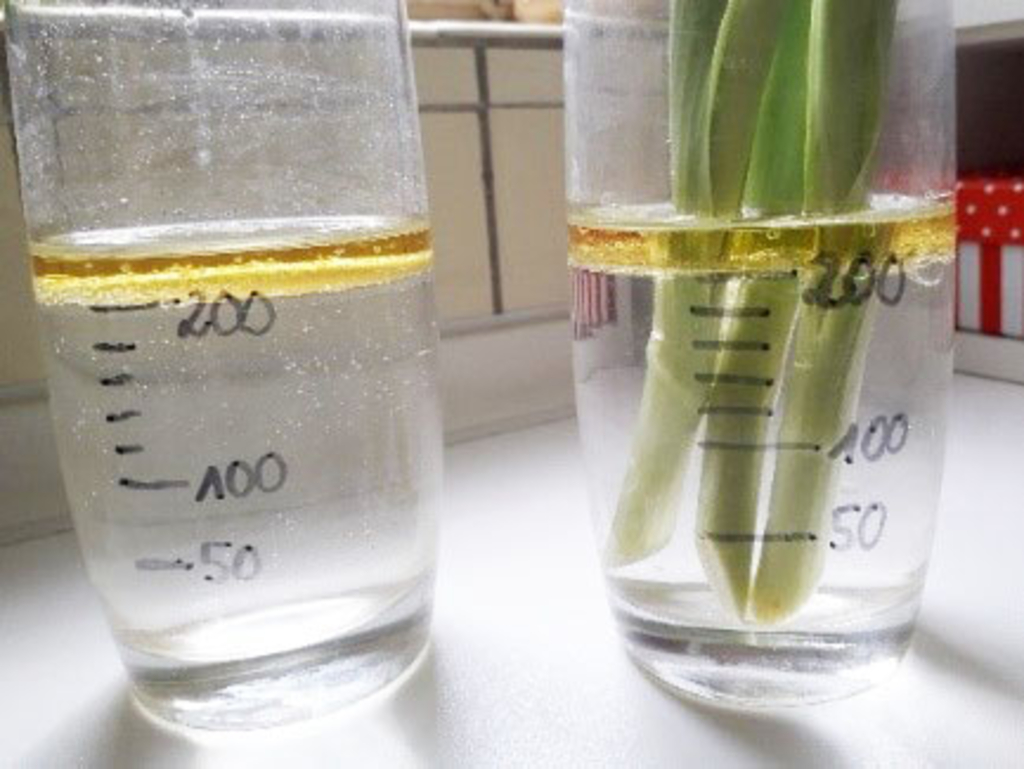 Das Bild zeigt zwei durchsichtige Beh&auml;lter mit Wasser, in denen sich unterschiedliche Fl&uuml;ssigkeiten befinden. Links ist eine gelbe Fl&uuml;ssigkeit an der Oberfl&auml;che sichtbar, w&auml;hrend rechts Schnittblumen in klarem Wasser stehen.