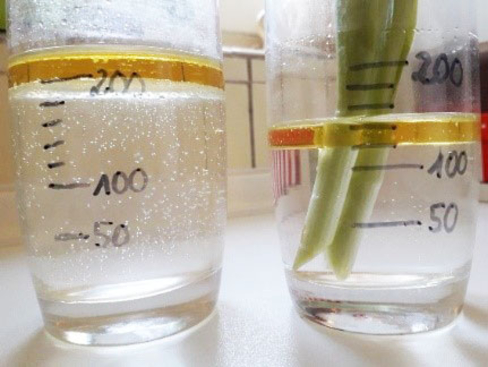 Das Bild zeigt zwei transparenten Gl&auml;ser, die mit Fl&uuml;ssigkeit gef&uuml;llt sind. Im rechten Glas steht eine Pflanze, w&auml;hrend das linke Glas Blasen bildet; beide sind mit Ma&szlig;skalen beschriftet.