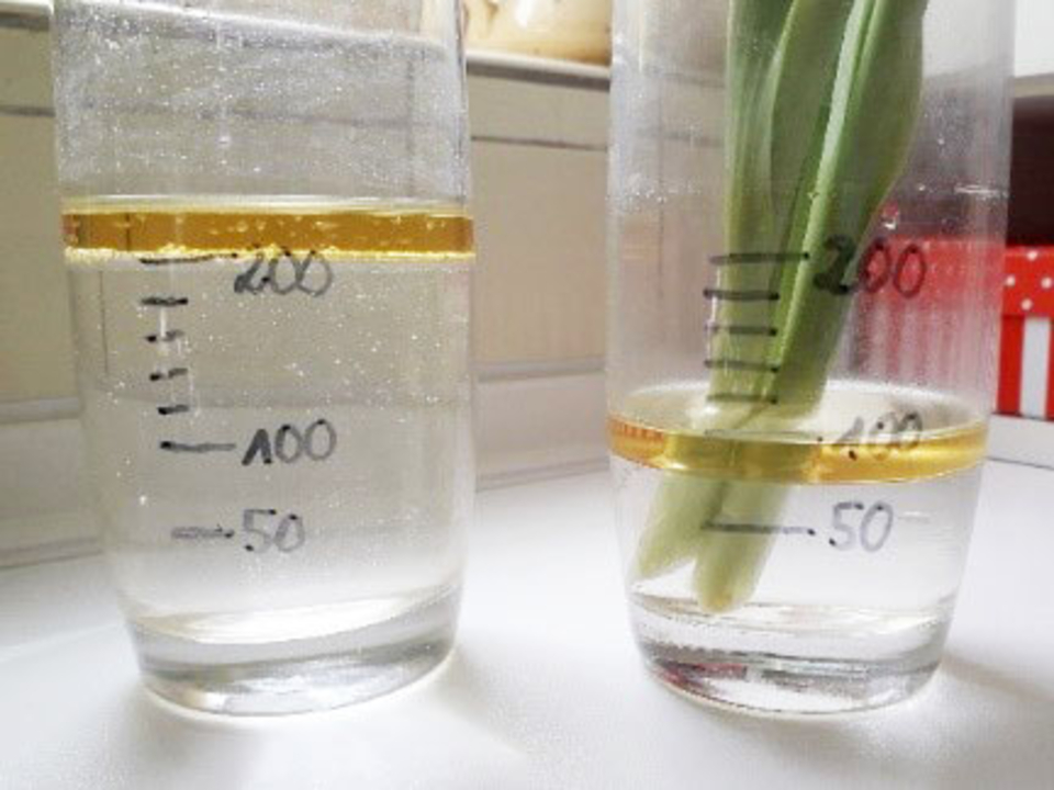 Das Bild zeigt zwei Glasbeh&auml;lter, die mit Wasser gef&uuml;llt sind und Messskalen besitzen. Im rechten Beh&auml;lter steht eine Pflanze, w&auml;hrend der linke Beh&auml;lter ein gelblich gef&auml;rbtes Fl&uuml;ssigmittel enth&auml;lt.