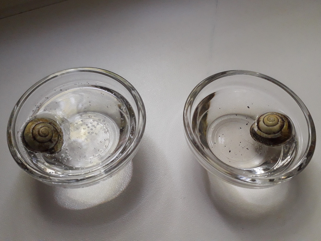 Das Bild zeigt zwei Glasbehälter, in denen sich jeweils eine Schnecke im Wasser befindet. Das Wasser in den Behältern enthält kleine Blasen, und der Boden ist mit etwas Schmutz bedeckt.