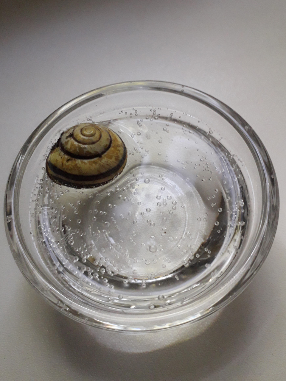Das Bild zeigt eine kleine Glasschale mit Wasser, in der eine Schnecke schwimmt. Um die Schnecke sind Blasen sichtbar, die an der Wasseroberfl&auml;che aufsteigen.