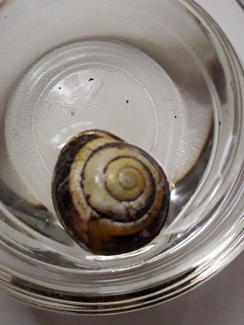 Das Bild zeigt eine Schnecke in einem klaren Beh&auml;lter, die auf einem wei&szlig;en Untergrund sitzt. Die Schnecke hat ein spiralf&ouml;rmiges, gemustertes Geh&auml;use mit einem hellen und dunklen Farbton.