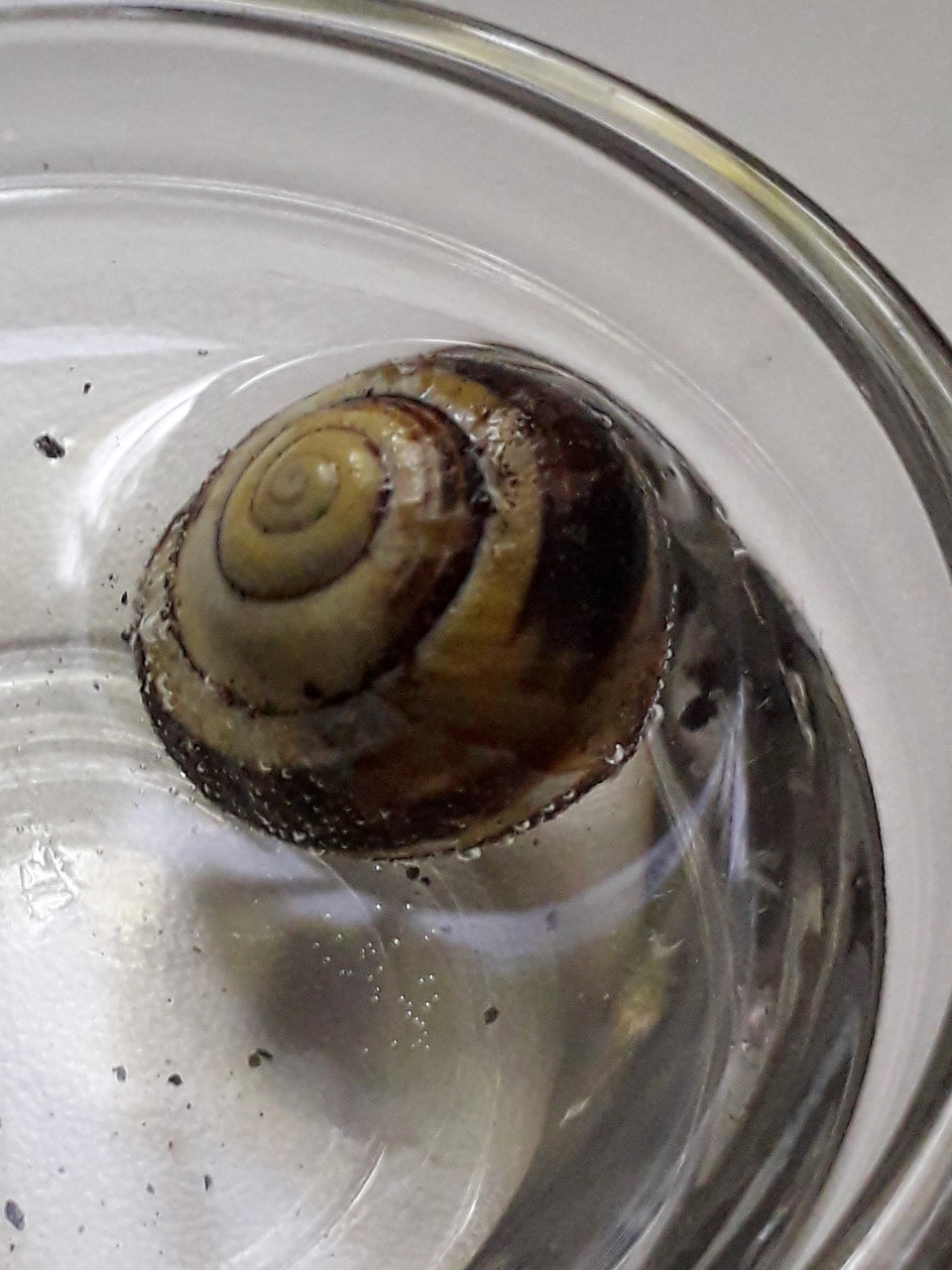 Das Bild zeigt eine Schnecke in einem Glasbeh&auml;lter mit Wasser. Die Schnecke hat eine spiralf&ouml;rmige, braun-gestreifte Schale und schwimmt an der Oberfl&auml;che, w&auml;hrend sich kleine Bl&auml;schen um sie herum bilden.