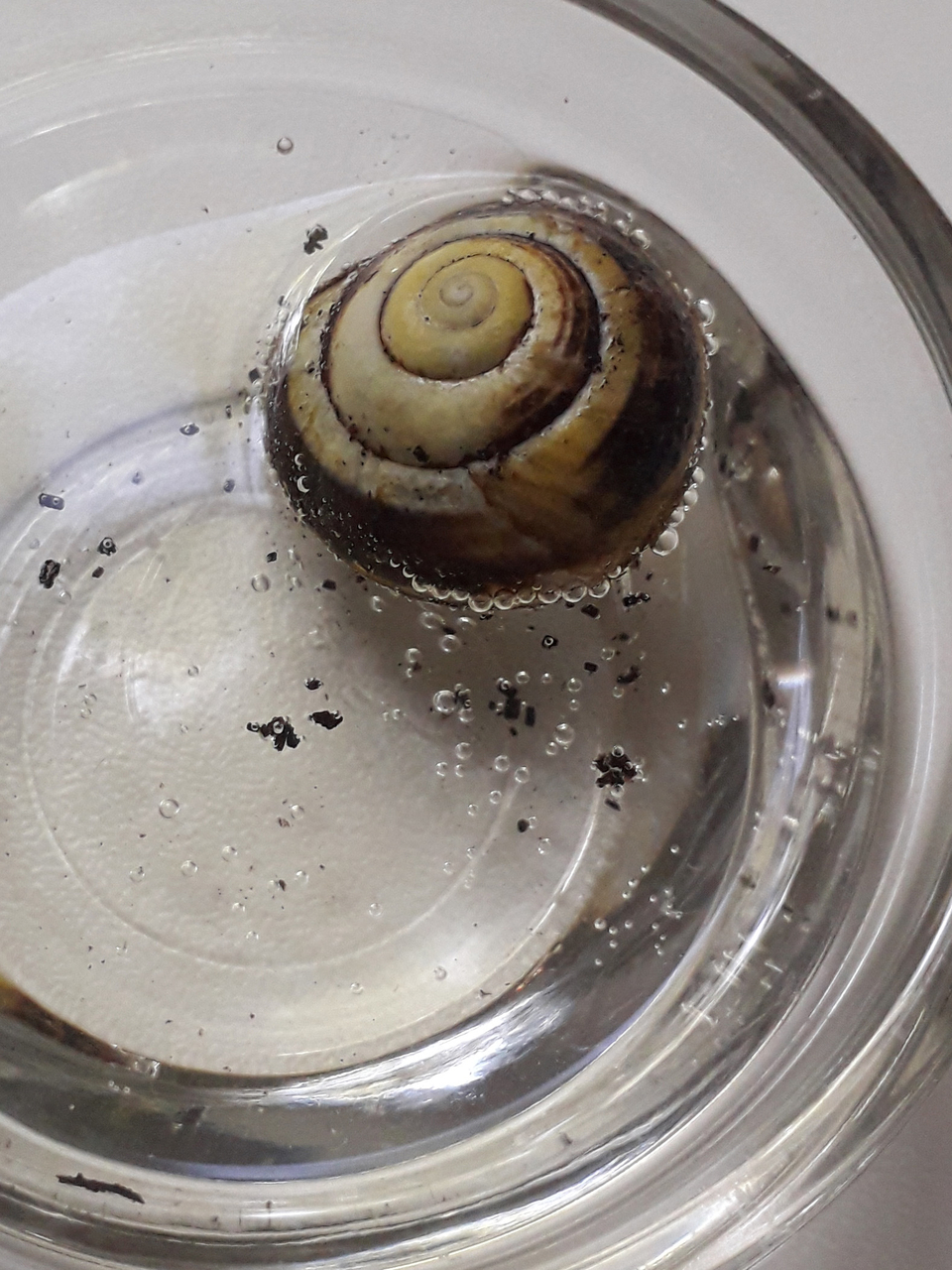 Das Bild zeigt eine Wasserschnecke in einem Glas mit Wasser, umgeben von Luftblasen und kleinen Schmutzpartikeln. Diese Szene ist typisch f&uuml;r Experimente zur Beobachtung von Lebewesen im Wasser.