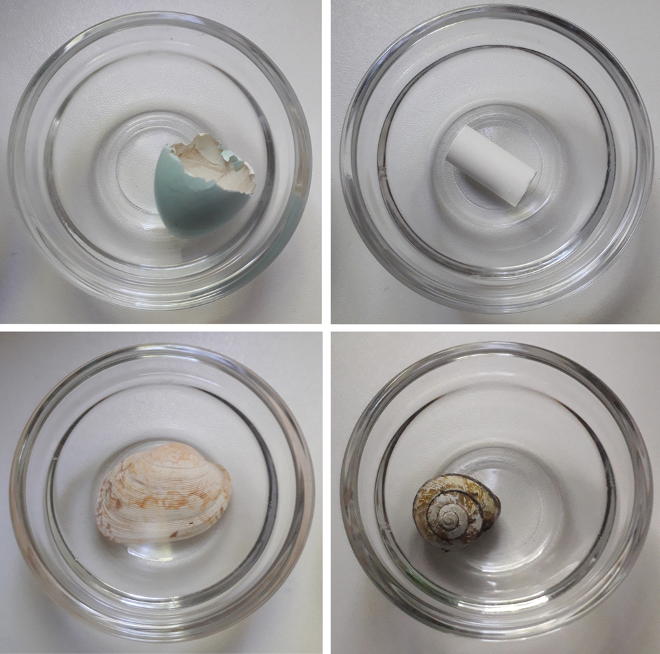 Das Bild zeigt vier runde Glasbeh&auml;lter, die verschiedene Dinge enthalten. Oben links befindet sich ein zerbrochenes Ei, oben rechts ein wei&szlig;er zylindrischer Gegenstand, und unten sind eine Muschel sowie eine Schnecke zu sehen.