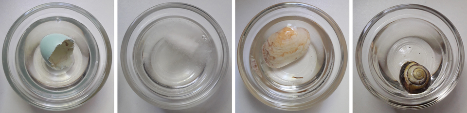 Das Bild zeigt vier Gl&auml;ser mit Wasser, in denen verschiedene Objekte schwimmen. Von links nach rechts sind ein zerbrochenes Ei, eine Muschel und eine Schnecke zu sehen, die ideal f&uuml;r experimentelle Zwecke im Bildungswesen geeignet sind.