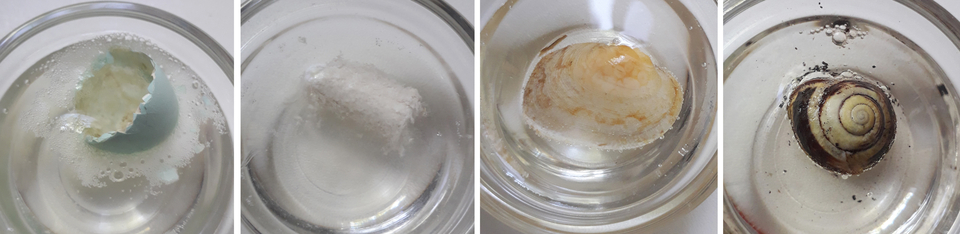 Das Bild zeigt vier verschiedene Objekte, die in Glasbeh&auml;ltern mit Wasser gelagert sind. Die Objekte umfassen ein zerbrochenes Ei, ein St&uuml;ck einer wei&szlig;en Substanz, eine Muschel und eine Schnecke, die teilweise von Luftblasen umgeben sind.