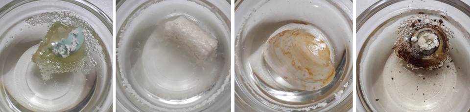 Das Bild zeigt vier Proben in durchsichtigen Beh&auml;ltern mit Wasser. Jede Probe enth&auml;lt unterschiedliche Materialien, die sich im Wasser befinden.