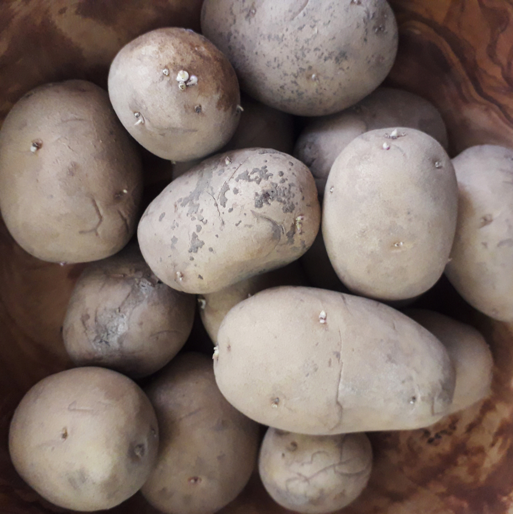 Das Bild zeigt eine Ansammlung von ungeschälten, erdigen Kartoffeln in einer hölzernen Schüssel. Die Kartoffeln sind unterschiedlich geformt und zeigen kleine Triebe, was darauf hindeutet, dass sie frisch und naturbelassen sind.