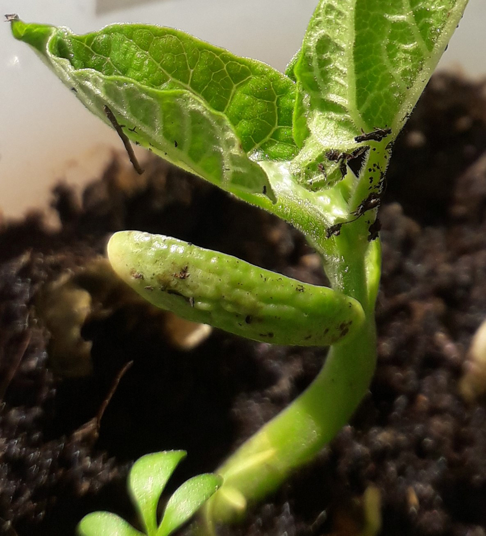 Das Bild zeigt eine junge Bohnenpflanze mit einem gr&uuml;nen, noch unreifen Fruchtansatz, der an einem kr&auml;ftigen St&auml;ngel h&auml;ngt. Die Pflanze ist in Erde eingebettet, und das Bild verdeutlicht die Verbindung zwischen den Bl&auml;ttern und dem Fruchtansatz.