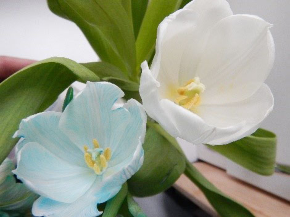 Zwei Blumen in Blau und Wei&szlig; sind zu sehen. Die detailgetreue Darstellung der Bl&uuml;ten und Bl&auml;tter eignet sich hervorragend f&uuml;r Bildungszwecke im Experimentierbereich.