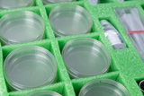 Das Bild zeigt eine Anordnung von klaren Petrischalen, die in einem grünen Schaumstoffunterteil sicher gelagert sind. Im Hintergrund sind weitere Versuchsmaterialien zu erkennen, die für Experimente im Bildungsbereich verwendet werden können.