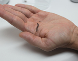 Auf dem Bild ist eine Hand zu sehen, die einen kleinen, schlangenförmigen Organismus hält, möglicherweise einen Wurm oder eine Larve. Der Hintergrund ist neutral und hebt den Fokus auf den Organismus, der für experimentelle Zwecke im Bildungswesen verwendet wird.