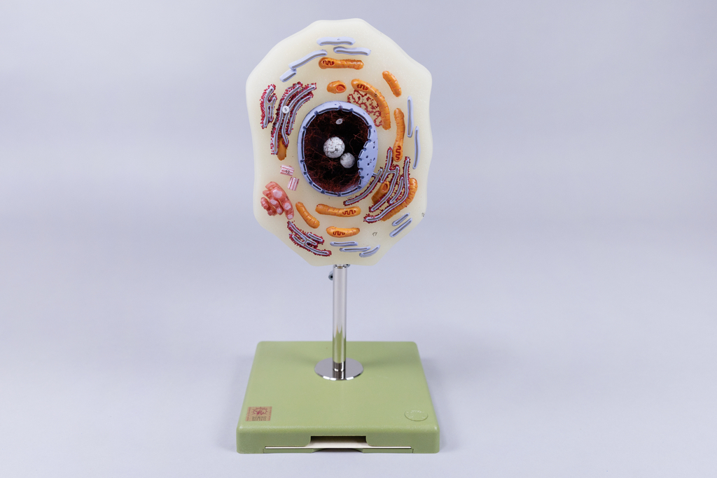 Das Bild zeigt ein Modell einer Zelle, das plastisch dargestellt ist, um verschiedene Zellbestandteile zu veranschaulichen. Es steht auf einem stabilen Sockel und dient als Hilfsmittel für den Unterricht im deutschen Bildungswesen.