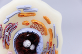 Das Bild zeigt ein anatomisches Modell einer Zelle mit verschiedenen Zellorganellen, darunter Mitochondrien und das Zellkern. Die detailreiche Darstellung dient zur Veranschaulichung zellbiologischer Strukturen und Funktionen im Bildungsbereich.