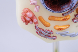 Das Bild zeigt ein Modell einer Zelle mit detaillierten Darstellungen verschiedener Organellen, die farbenfroh und lehrreich gestaltet sind. Es dient als Experimentierbedarf für den Bildungsbereich, um Schülern die Zellstruktur anschaulich zu vermitteln.
