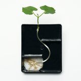 Das Bild zeigt einen transparenten Behälter mit einer Pflanze, deren Wurzeln auf einem weißen Medium sichtbar sind. Oben wuchern grüne Blätter, während der Stängel geschwungen durch den Behälter verläuft, was die Entwicklung der Pflanze veranschaulicht.