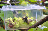 Das Bild zeigt eine transparente Box, die mit verschiedenen Schnecken gefüllt ist, die auf einem Blatt Salat sitzen. Die Box ist auf einem Ast in der Natur platziert, was eine interessante Beobachtungsmöglichkeit für Experimente im Bildungsbereich darstellt.