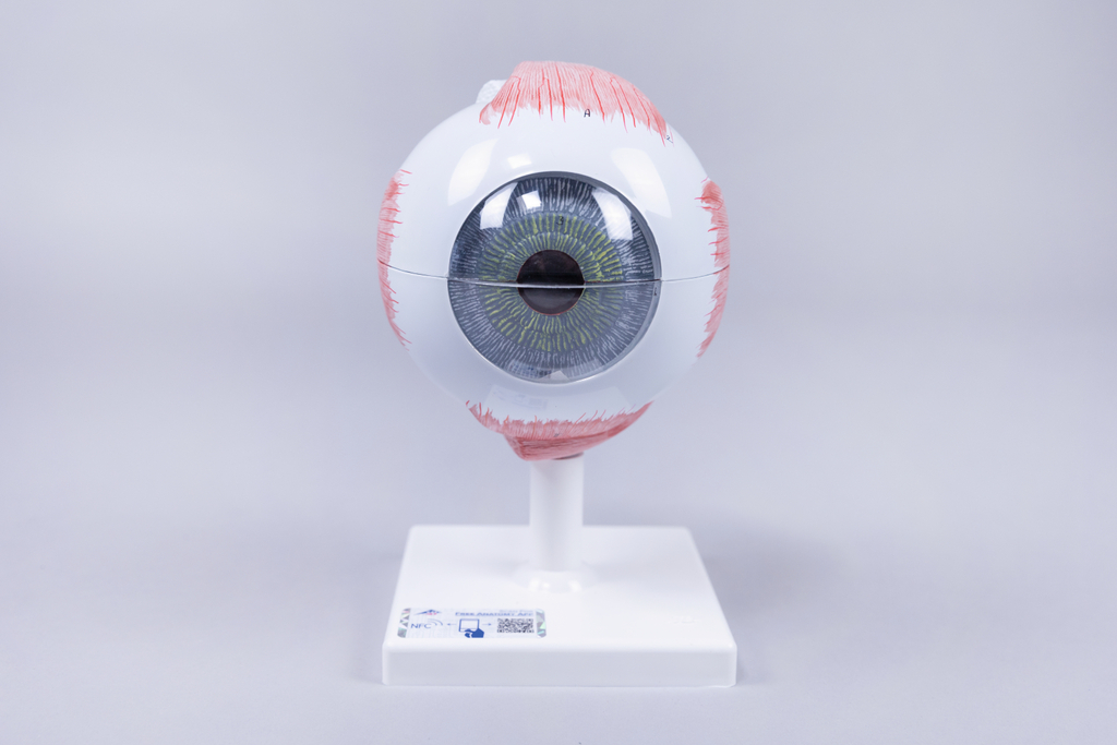 Das Bild zeigt ein anatomisches Modell eines Auges, das auf einem weißen Standfuß montiert ist. Das Modell verfügt über detaillierte Darstellungen von Hornhaut, Iris und anderen Strukturen, was es zu einem nützlichen Lehrmittel im Bildungsbereich macht.