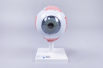 Das Bild zeigt ein anatomisches Modell eines Auges, das auf einem weißen Standfuß montiert ist. Das Modell verfügt über detaillierte Darstellungen von Hornhaut, Iris und anderen Strukturen, was es zu einem nützlichen Lehrmittel im Bildungsbereich macht.