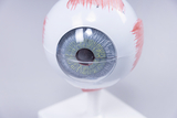 Das Bild zeigt ein anatomisches Modell eines menschlichen Auges, das auf einem weißen Standfuß montiert ist. Es sind verschiedene Teile des Auges, wie die Iris und die Netzhaut, farblich markiert, um die Struktur und Funktion des Auges zu veranschaulichen.