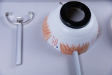 Das Bild zeigt ein medizinisches Modell eines Auges sowie ein Werkzeug, das wahrscheinlich zur Demonstration von anatomischen Strukturen oder für Experimente verwendet wird. Das Auge ist detailliert mit farbigen Markierungen versehen, um verschiedene Teile darzustellen.