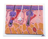 Das Bild zeigt ein detailreiches anatomisches Modell der menschlichen Haut und ihres Aufbaus. Es sind verschiedene Strukturen wie Haarfollikel, Blutgefäße und Nerven zu erkennen, die den internen Aufbau der Haut verdeutlichen.