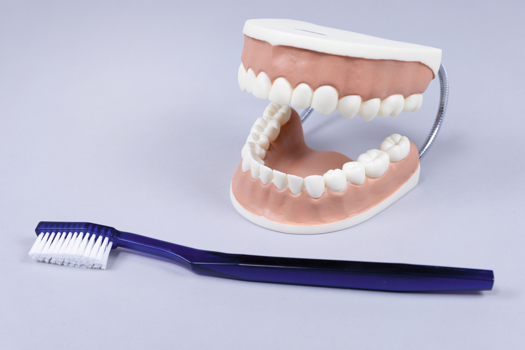 Das Bild zeigt ein Modell eines Gebisses mit einer oberen und unteren Zahnreihe in einer offenen Position, daneben liegt eine Zahnbürste. Dieses Modell eignet sich gut für die Demonstration der Zahnputztechnik und zahnmedizinischer Prinzipien im Bildungsbereich.