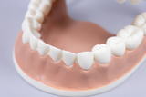 Das Bild zeigt ein plastisches Modell eines menschlichen Kiefers mit Zähnen, ideal für Bildungszwecke. Es dient zur veranschaulichenden Darstellung der Zahnstellung und Zahnhygiene in Lehrkontexten.