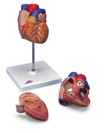 Das Bild zeigt ein anatomisches Modell eines Herzens, das aus verschiedenen Teilen besteht, darunter eine Hauptdarstellung und zwei separate Teile zum Aufzeigen der inneren Strukturen. Es dient zu Bildungszwecken im Experimentierbedarf für Schulen.
