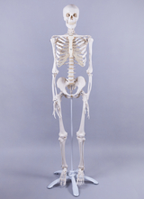 Das Bild zeigt ein anatomisches Skelett, das auf einem Ständer montiert ist. Es dient als Lehrmittel für den Unterricht im Bereich Biologie und Anatomie und zeigt detailreich die Knochenstruktur des menschlichen Körpers.