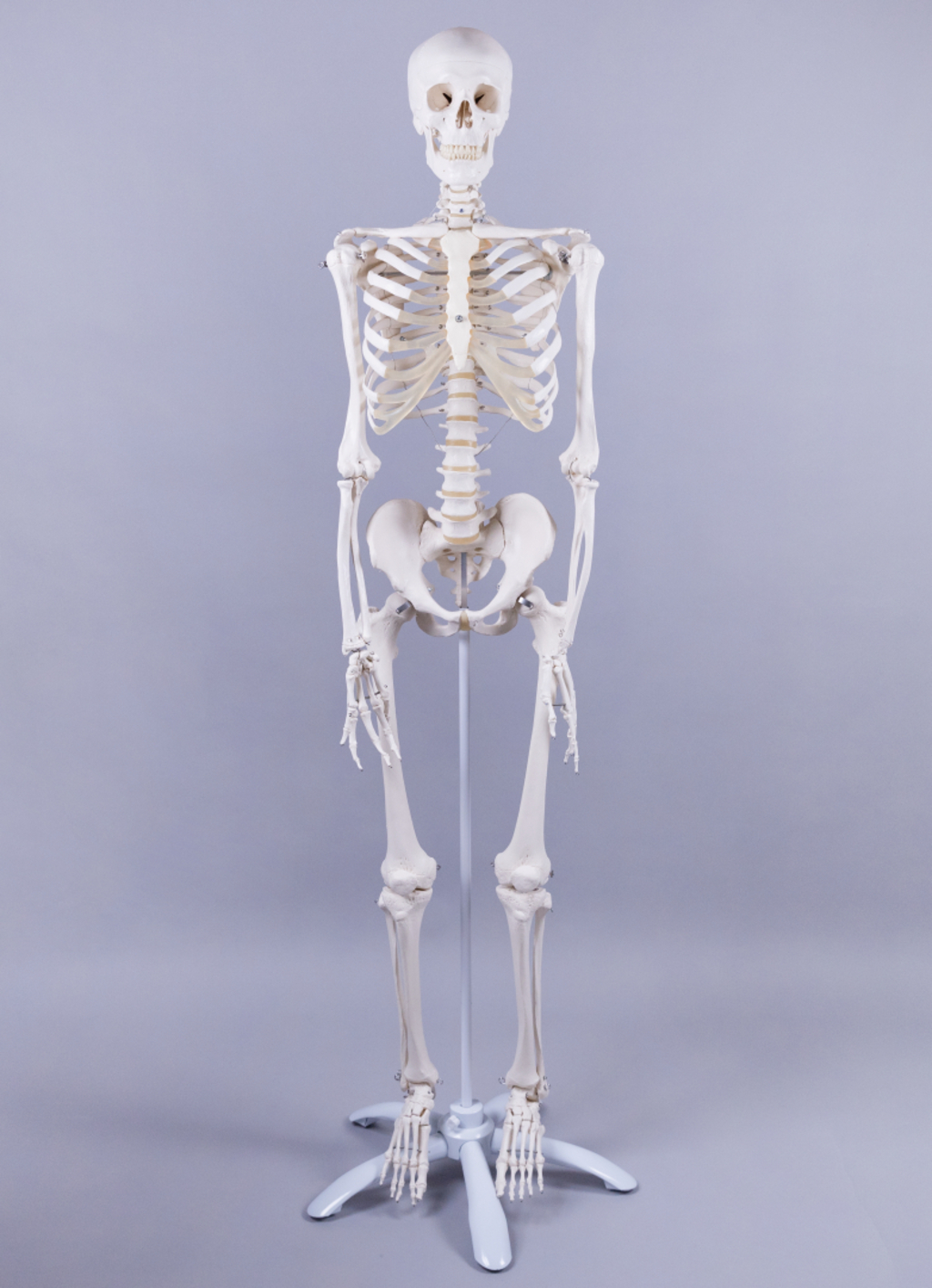 Das Bild zeigt ein anatomisches Skelett, das auf einem Ständer montiert ist. Es dient als Lehrmittel für den Unterricht im Bereich Biologie und Anatomie und zeigt detailreich die Knochenstruktur des menschlichen Körpers.
