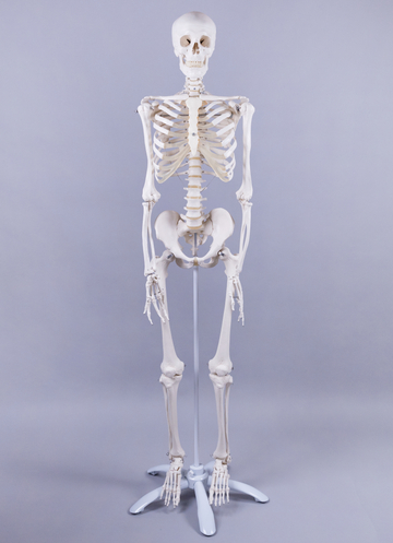 Das Bild zeigt ein anatomisches Skelett, das auf einem Ständer montiert ist. Es dient als Lehrmittel für den Unterricht im Bereich Biologie und Anatomie und zeigt detailreich die Knochenstruktur des menschlichen Körpers.