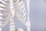 Das Bild zeigt einen detaillierten Teil eines menschlichen Skeletts, einschließlich eines Teils des Brustkorbs und eines Oberarmknochens. Die Skelettstruktur ist farblich hell gehalten und vermittelt eine klare Ansicht der ribben- und knochenförmigen Anatomie.