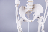 Das Bild zeigt ein anatomisches Modell des menschlichen Beckens und der Oberschenkelknochen. Es dient als Lehrmittel, um die Struktur und die Knochenverbindungen im menschlichen Körper zu veranschaulichen.