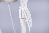 Das Bild zeigt ein anatomisches Handmodell aus Kunststoff, das detailliert den Aufbau eines menschlichen Handgelenks und der Fingerknochen darstellt. Es ist auf einem Ständer montiert, um die Struktur und Beweglichkeit der Hand zu demonstrieren.