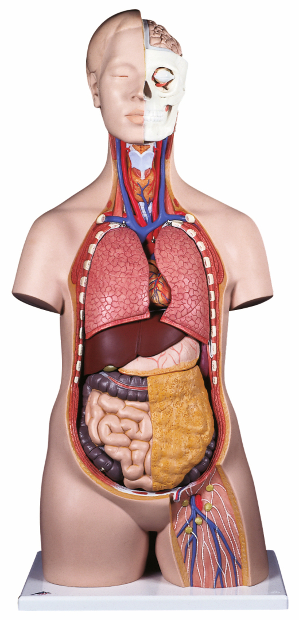 Das Bild zeigt ein anatomisches Modell eines menschlichen Körpers, das detaillierte Innereien und das Skelett sichtbar macht. Die transparenten Teile ermöglichen eine anschauliche Darstellung der Organe, Blutgefäße und Nerven, ideal für Bildungszwecke.