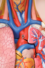 Das Bild zeigt ein anatomisches Modell des menschlichen Oberkörpers, das die Lunge, das Herz und die wichtigsten Blutgefäße detailreich darstellt. Die verschiedenen Organe sind farblich hervorgehoben und ermöglichen eine anschauliche Darstellung der menschlichen Anatomie.