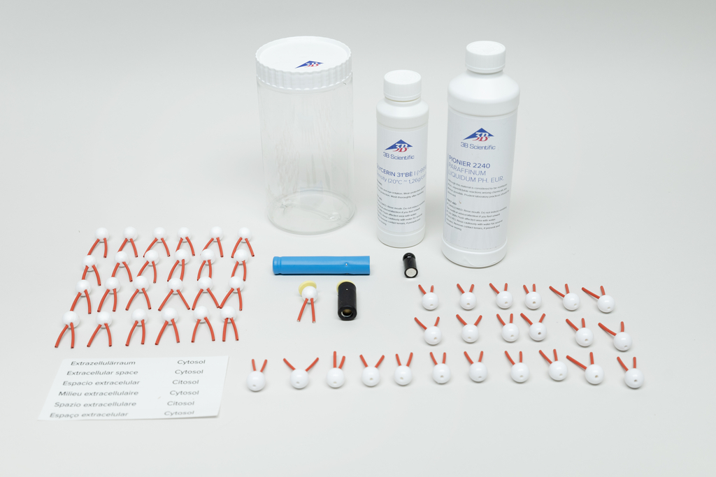 Das Bild zeigt ein Experimentierset mit verschiedenen Komponenten, darunter weiße Kugeln mit roten Füßen, zwei Flaschen mit Flüssigkeiten und ein durchsichtiger Behälter. Zusätzlich sind Etiketten mit Begriffen wie „extrazellulärer Raum“ und „Cytosol“ abgebildet.