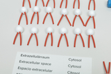 Das Bild zeigt eine Anordnung von weißen Kugeln mit roten Röhren, die vermutlich als Darstellungen von Zellen oder Organellen in einem Experimentier-Set verwendet werden. Daneben steht ein beschriftetes Schild mit den Begriffen "Extrazellulärraum" und "Cytosol" in verschiedenen Sprachen.