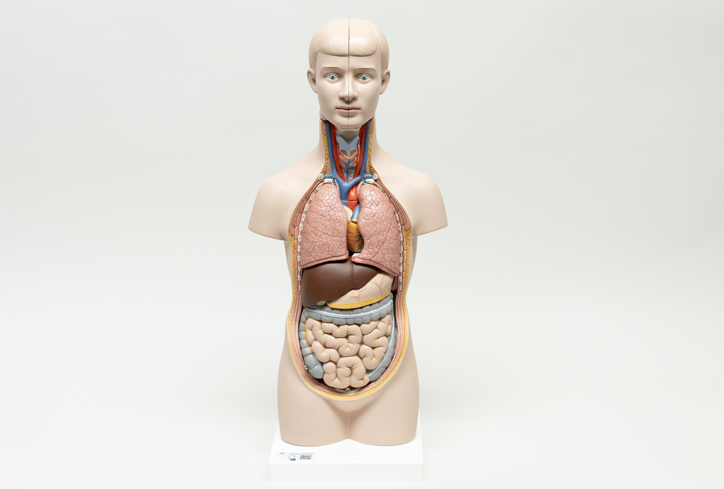 Das Bild zeigt ein anatomisches Modell eines menschlichen Körpers, das schichtweise die inneren Organe, wie Lunge, Herz und Verdauungstrakt, darstellt. Es dient als Lehrmittel für das Verständnis der menschlichen Anatomie im deutschen Bildungswesen.