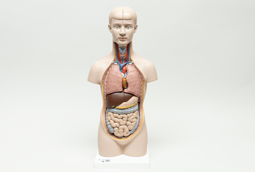 Das Bild zeigt ein anatomisches Modell eines menschlichen Körpers, das schichtweise die inneren Organe, wie Lunge, Herz und Verdauungstrakt, darstellt. Es dient als Lehrmittel für das Verständnis der menschlichen Anatomie im deutschen Bildungswesen.