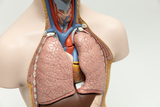 Das Bild zeigt ein anatomisches Modell eines menschlichen Oberkörpers, das die Lunge und das Herz in detailreicher Darstellung zeigt. Es dient als Hilfsmittel für den Unterricht im Bereich Biologie und Medizin und ermöglicht das Erkunden der menschlichen Anatomie.