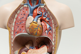 Das Bild zeigt ein anatomisches Modell eines menschlichen Oberkörpers, das detaillierte Darstellungen des Herz-Kreislauf-Systems sowie anderer innerer Organe bietet. Es dient als anschauliches Hilfsmittel für den Unterricht im Bereich Biologie und Anatomie.