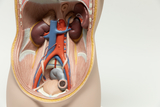 Das Bild zeigt ein anatomisches Modell, das den Querschnitt eines menschlichen Körpers mit hervorgehobenen inneren Organen und Blutgefäßen darstellt. Die detaillierte Darstellung umfasst Nieren, das Herz und große Blutgefäße, ideal für Bildung und Experimentierzwecke.
