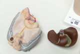Das Bild zeigt zwei anatomische Modelle: Auf der linken Seite ein detailliertes Modell eines menschlichen Organs, wahrscheinlich eines Gehirns, und auf der rechten Seite ein einfacheres Modell einer Leber. Diese Produkte sind für den Bildungsbereich konzipiert und dienen der Veranschaulichung anatomischer Strukturen.