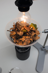 Das Bild zeigt eine experimentelle Aufbausituation, bei der getrocknete Blätter in einer transparenten Schale unter einer Glühbirne platziert sind. Die Wärme der Lampe könnte verwendet werden, um verschiedene chemische oder physikalische Prozesse zu demonstrieren.