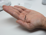 Das Bild zeigt eine Hand, die einen kleinen schwarzen Wurm oder eine Made hält. Im Hintergrund sind einige Laborutensilien sichtbar, die auf eine experimentelle Umgebung hinweisen.