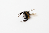 Das Bild zeigt eine tote Hummel auf einem weißen Hintergrund. Die Hummel ist deutlich erkennbar, mit einem flauschigen Körper und transparenten Flügeln, was sie ideal für Bildungszwecke im Experimentierbereich macht.